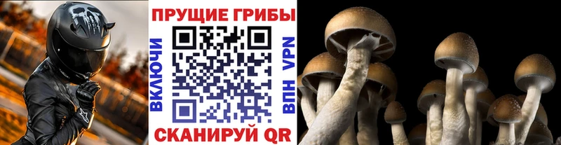 купить наркотик  Ставрополь  OMG tor  маркетплейс телеграм  Галлюциногенные грибы Psilocybine cubensis 